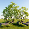 Lush Plant Combination Featuring Green Trees Ferns Stones And Grassland Under Blue Sky