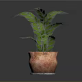 Potted Plant With Green Leaves In Terracotta Pot On Dark Background