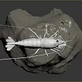 Realistic White Shrimp 3D Model Standing On Natural Rock Surface 3d model