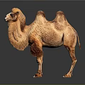 Realistic Brown Two Humped Camel Figure Standing On Black Reflective Background