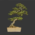 Bonsai Plant with Green Leaves in Square Ceramic Pot as Indoor Decorative Small Tree
