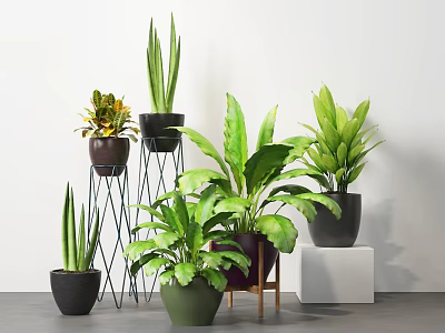 Diverse Potted Plants With Broad Slender Leaves In Black Green Pots On Stands And White Blocks 3d model