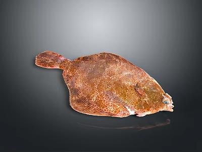 Fresh Brown Spotted Flat Flounder Fish Isolated On Dark Background With Natural Texture 3d model