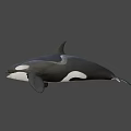 Orca Whale Mother With Calf Swimming On Gray Background 3D Render