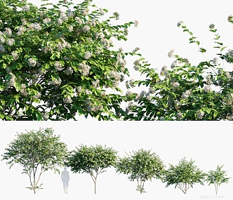 Modern Night Flower Jasmine Tree Landscape Tree Garden Courtyard Arbor Shrub Plant Combination Creative Plant Pile Shrub Arbor 3d model