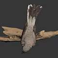 Lifelike Bird Taxidermy Perched on Natural Wooden Branch Against Dark Background
