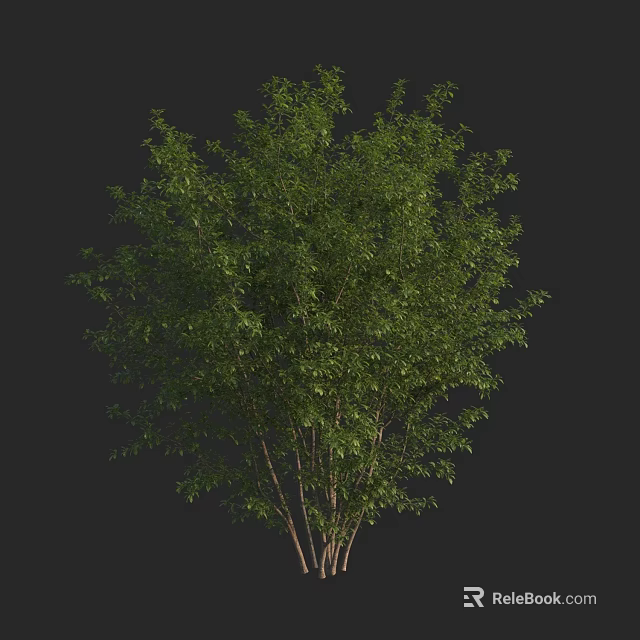 Vibrant Green Arbor With Multiple Trunks And Lush Dense Foliage 3d model