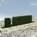 Bamboo Hedges With Low Stone Platform On Open Ground Under Blue Sky And White Clouds