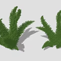 Foxtail Asparagus SU model Vray 3d model