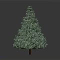 Tall Green Pine Tree With Dense Foliage Isolated On Gray Background