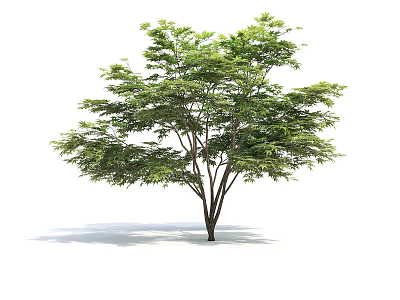 Lush Green Tree With Dense Foliage Brown Trunk And Multiple Branches On White Background 3d model