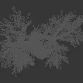 Two Olive Trees With Textured Trunks And Lush Green Foliage On White Background