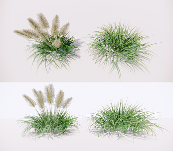 Modern grass aquatic plant Phragmites australis 3d model