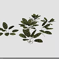 Peacock Plant Perennial Evergreen Herb With Striking Variegated Leaves As Indoor Decoration