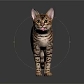 Bengal Cat With Spotted Coat Standing On Reflective Surface And Shiny Fur Pattern 3d model
