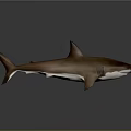Realistic Brown Shark With Sharp Dorsal Fin And Muscular Body On Dark Background