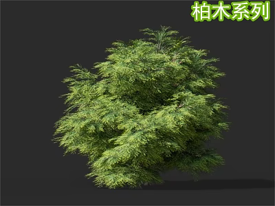Evergreen Cypress Tree With Lush Green Foliage And Natural Shape For Landscaping 3d model