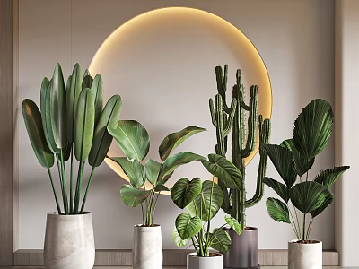 Stylish Indoor Potted Plants With Diverse Leaf Shapes And Decorative Planters 3d model