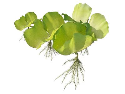 Lush Green Aquatic Plants With Floating Leaves And Fibrous Roots 3d model