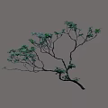 Graceful Arbor With Curved Branches Green Leaves On Pink Background Shadow