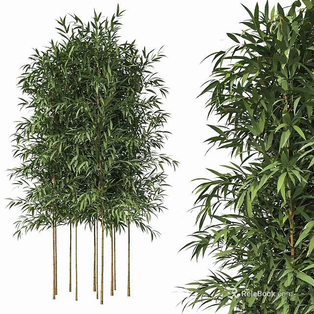 Tall Bamboo Plants With Slender Stems And Lush Green Leaves For Garden Landscaping 3d model 
