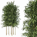 Tall Bamboo Plants With Slender Stems And Lush Green Leaves For Garden Landscaping