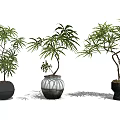 Bonsai Plants in Stylish Ceramic Pots with Lush Green Leaves and Unique Shapes