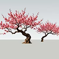 Two Beautiful Trees With Pink Blossoms And Curved Trunks In Gray Setting