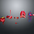 Human Internal Organs Anatomical Display With 3D Rendering Of Stomach Liver Kidneys Lungs And Heart