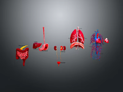 Human Internal Organs Anatomical Display With 3D Rendering Of Stomach Liver Kidneys Lungs And Heart 3d model