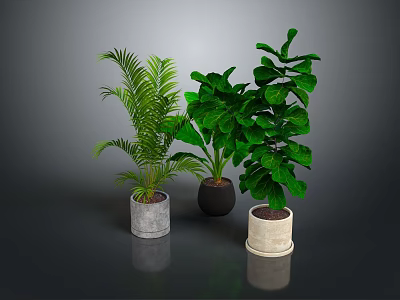 Three Varied Indoor Leafy Plants in Concrete Black and Beige Ceramic Planters on Dark Surface 3d model