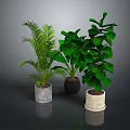 Three Varied Indoor Leafy Plants in Concrete Black and Beige Ceramic Planters on Dark Surface