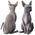 Two Hairless Sphynx Cats Gray And White With Yellow And Blue Eyes Sitting Together