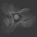 Tropical Palm Tree with Green Fan Leaves and Fibrous Brown Trunk Isolated on Black Background