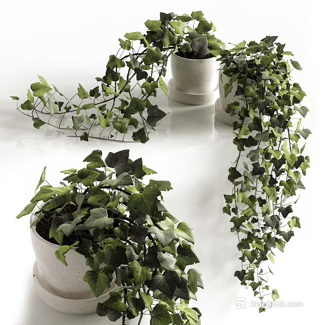 Potted Plants With Lush Green Leaves And Hanging Vines In White Ceramic Pots 3d model 