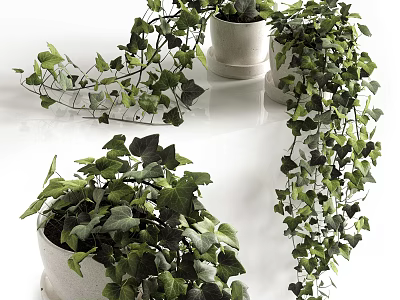 Potted Plants With Lush Green Leaves And Hanging Vines In White Ceramic Pots 3d model