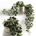 Potted Plants With Lush Green Leaves And Hanging Vines In White Ceramic Pots