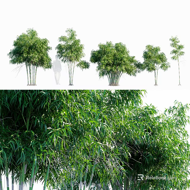 Lush Green Bamboo Plants in Different Natural Growth Forms with Fresh Leaves 3d model 