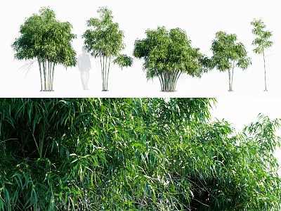 Lush Green Bamboo Plants in Different Natural Growth Forms with Fresh Leaves 3d model