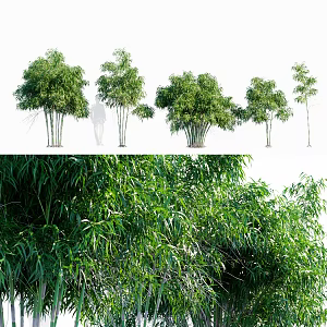 Bamboo Arrow Bamboo Shennong Arrow Bamboo 3d model