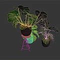 Potted Monstera Plants With Large Green Leaves On Metal Stand And Floor In Gray Background