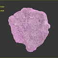 Natural Purple Wood Stone With Porous Surface And Unique Hole Patterns