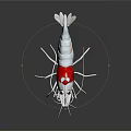 White Shrimp With Red Section Long Antennae And Legs On Black Background