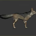 Highly Detailed 3D Fox Model In Realistic Standing Pose With Fur Texture