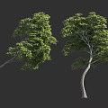 Two Green Trees With Curved Trunks And Lush Foliage On Dark Background 3d model