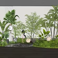 Indoor Plant Combination Featuring Palms Ferns Small Trees Stone And Round Lights