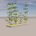 Bamboo Plants of Various Heights in Rectangular Planter with Lush Green Leaves