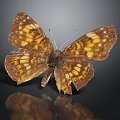 Brown And Yellow Butterfly With Damaged Wings On Dark Background With Reflection 3d model
