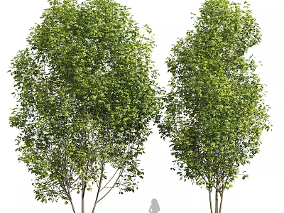 Lush Green Leafy Shrubs With Dense Foliage And Human Figure For Scale 3d model