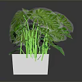Monstera and Tropical Plants in White Rectangular Planter with Large Green Leaves and Brown Soil